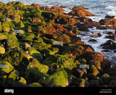 Berwuchernd Hi Res Stock Photography And Images Alamy