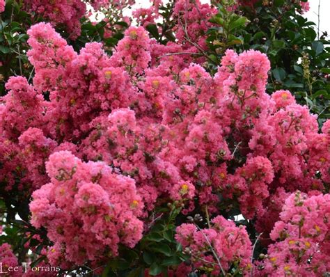 Miniature Crape Myrtles Mature 1 3 Feet Crape Myrtle Guy