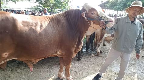 Sapi Jumbo Simetal Bull Kepala Seperti Sapi Betina Harga Net Juta