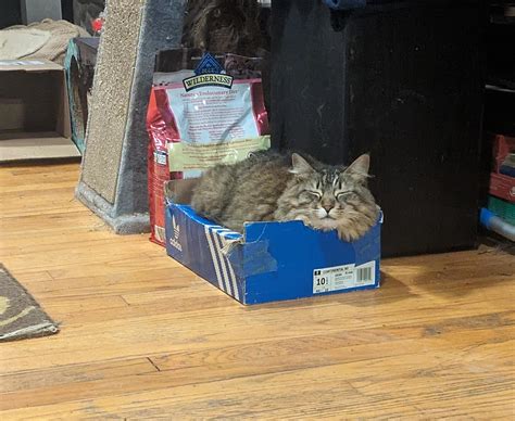 If I Fits I Sits R Aww