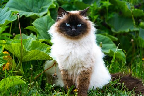 Himalayan Cat Breed & Adoption Information | Petfinder