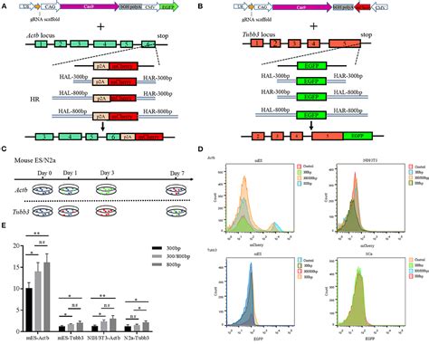 Frontiers Generation Of Transgenic Cloned Buffalo Embryos Harboring