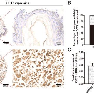 Construction Of The CCT3 Knockdown Melanoma Cell Model A Infection