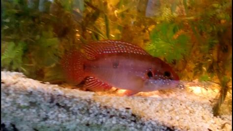 Blood Red Jewel Cichlid Czerwieniak Kongijski Hemichromis Lifalili