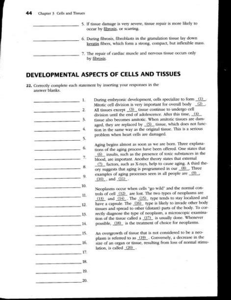 Chapter 3 Cells And Tissues Worksheet Answers