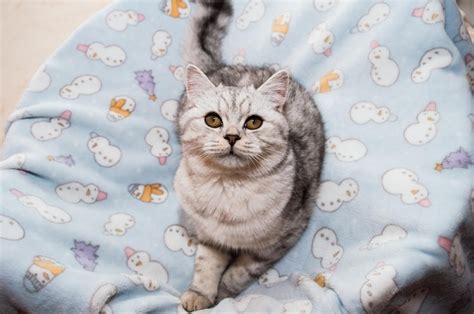 Lindo gato brincando fitas coloridas gatinho engraçado cinza Foto