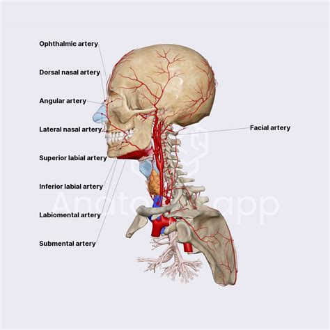 Transverse Facial Artery