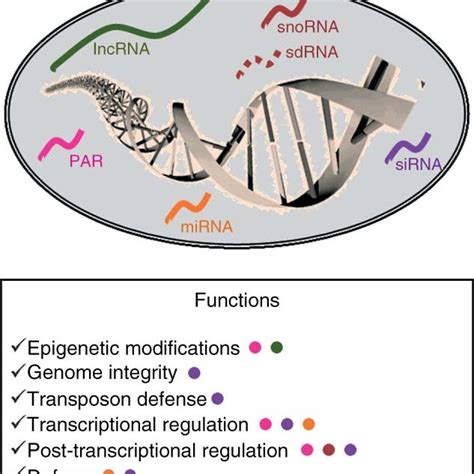 Major Non Coding Rna Ncrna Classes And Functions All Ncrnas