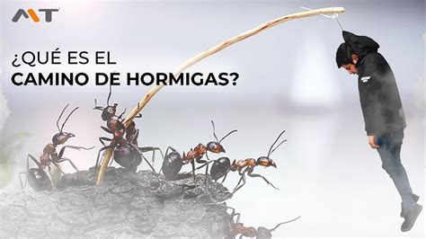 Como evitar el camino de hormiga en tus impresiones Te enseñamos