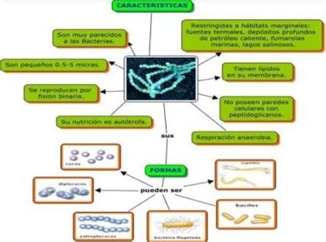 Mapa Conceptual Del Reino Eubacterias Ayudaaaa Brainly Lat