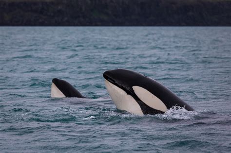 Whales and whale watching in Iceland: a definitive guide – Special Tours