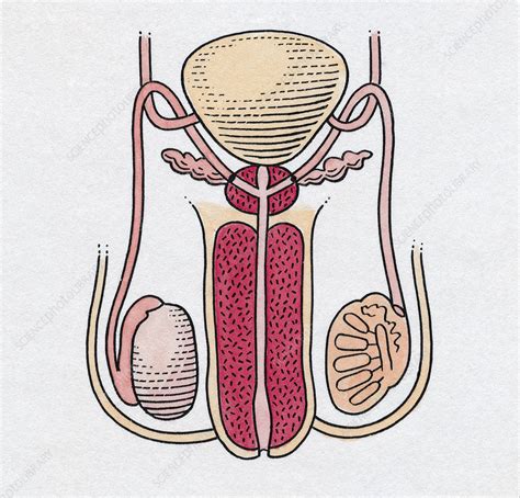 Male Reproductive System Unlabeled