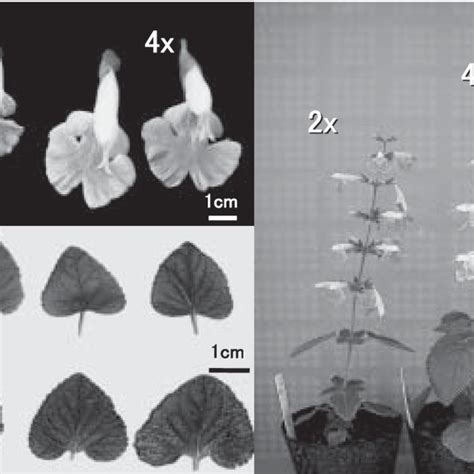 Flowering Of Tetraploid 4x Octoploid 8x Chimerical Plants Of S Download Scientific