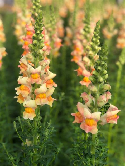 Snapdragon Costa Apricot Seeds 50 Etsy