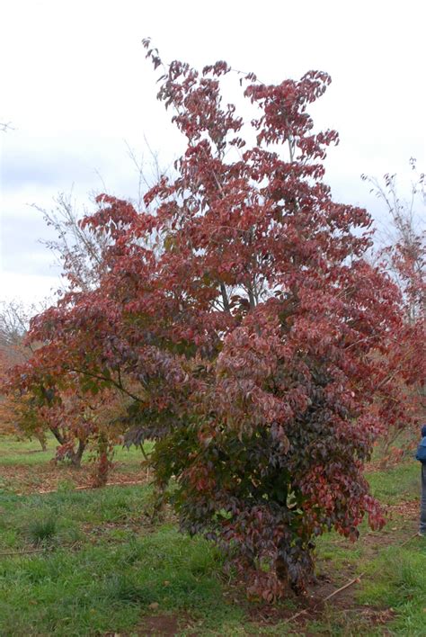 Photo Of The Fall Color Of Kousa Dogwood (Cornus Kousa, 46% OFF