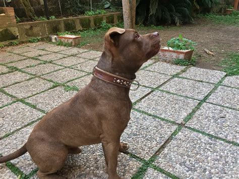 Un Pit Bull Per Amico RIMASTO COI PROPRIETARI CASH Pit Bull Maschio