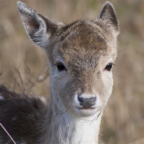 Fallow Deer Damhert Ouwesok Flickr