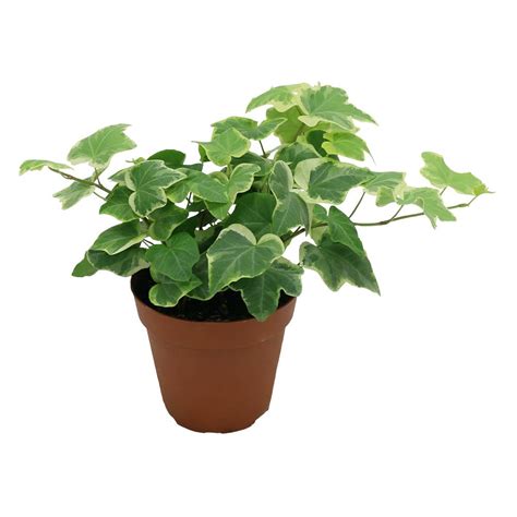 Hedera helix - Greencore Plants