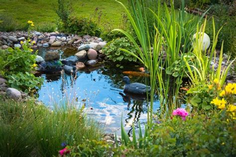 Is Pond Water Good for Plants? (The Benefits and Drawbacks) - My Backyard Life