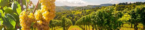 Vini bianchi | I migliori vini bianchi pregiati italiani e dal mondo ...