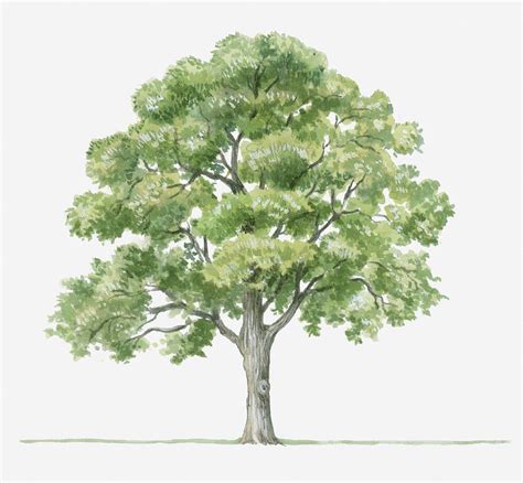 Illustration Showing Shape Of Quercus Ilex Holm Oak Tree Bearing