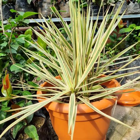 Plant Faqs Dracaena Angustifolia