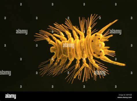 Animal Plankton Hi Res Stock Photography And Images Alamy