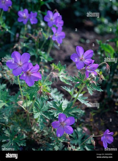 Geranium Johnsons Blue Geranium X Johnsonii Johnsons Blue