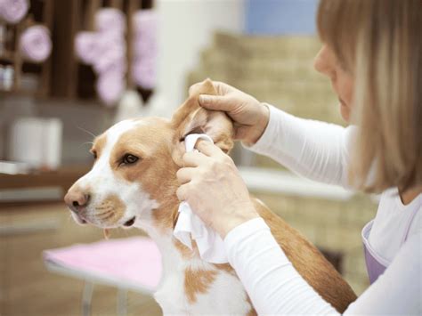 Say Goodbye To Stinky Dog Ears How To Keep Your Dogs Ears Clean