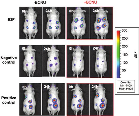Regulated E2F-1 activity as determined in vivo . (a) E2F-regulated ...