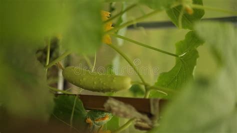 Cucumber And Tomato Plants In The Same Greenhouse In Neighboring Beds Country Amateur Vegetable