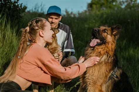 Pension Pour Chien Chenil De Retz Fr