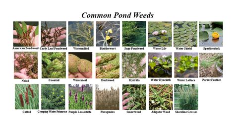 Pond Weeds Identification