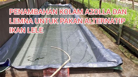 Budidaya Azolla Dan Lemna Untuk Pakan Ikan Lele Penambahan Kolam