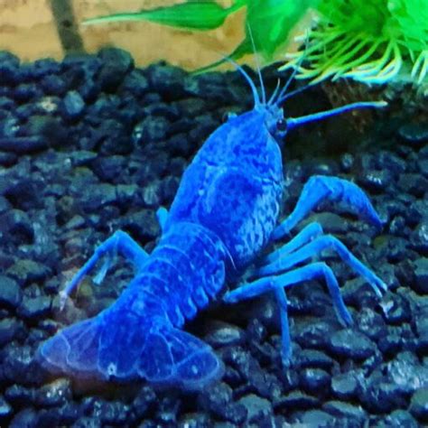 Blue Crayfish Tank Mates: Good Picks and Bad Picks