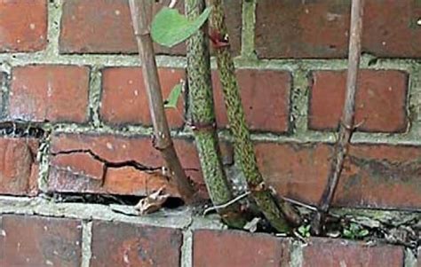 Destructive Japanese Knotweed Sprouting In Canada Brace Yourself