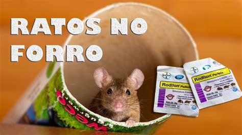 Ratos No Forro Isca Raticida Para Roedores Melhor Cola Pega Rato