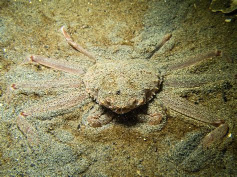 Tanner Crab vs Snow Crab - What's The Difference?