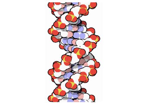 Pdb 101 Learn Paper Models Dna