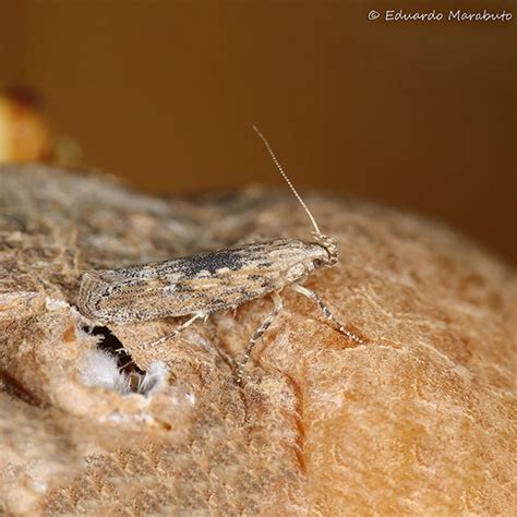 Phthorimaea Operculella Biosani Agricultura Biol Gica