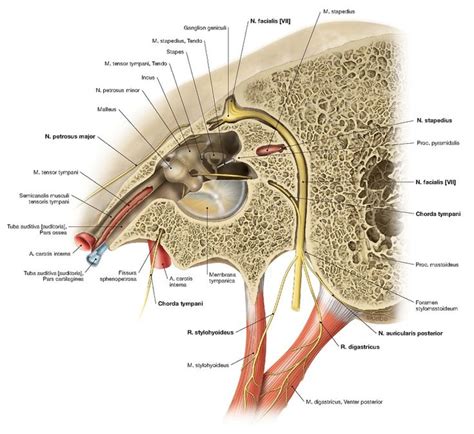 N. FACIALIS [VII] ANATOMY | Anatomy, Basic anatomy and physiology ...