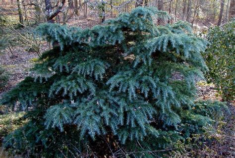 Dwarf weeping Deodar Cedar, blue foliage | Drought tolerant garden, Conifers garden, Deer ...