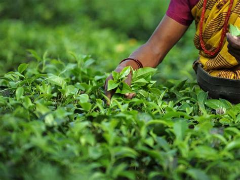 Tea Garden In Bangladesh Ispahani Group Of Companies