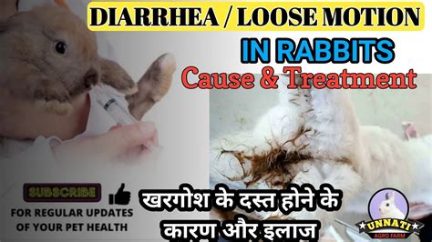 Diarrhealoose Motion In Rabbit Ll खरगोश को दस्त लग जाने पर क्या करें