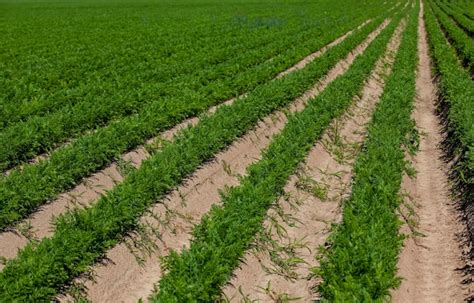 Un Campo Agr Cola Donde Crece Una Gran Cantidad De Zanahorias Foto