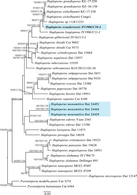 Frontiers Two New Species Of Haploporus Polyporales Basidiomycota