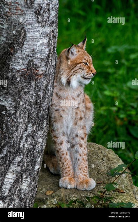 Eurasian Lynx Lynx Lynx Resting On Rock Next To Birch Tree In Forest