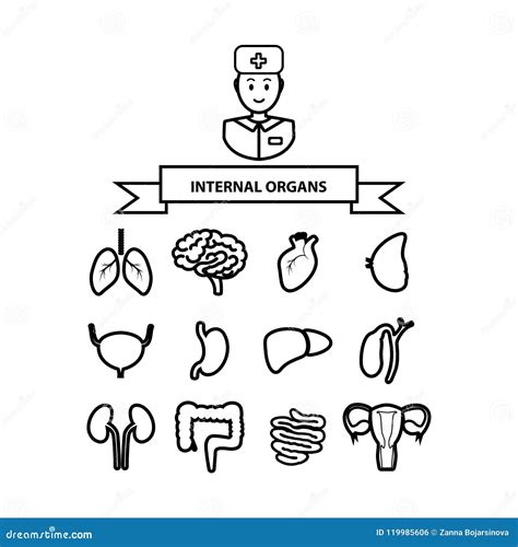 Set Of Outline Icons Of Internal Organs Stock Vector Illustration Of