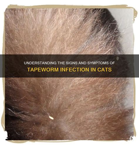 Understanding The Signs And Symptoms Of Tapeworm Infection In Cats