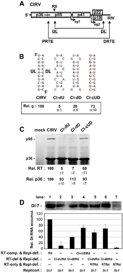 analysis   role   ul dl interaction  rt  schematic